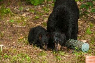 Black bear